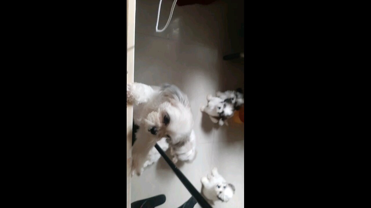 Pets 🤍