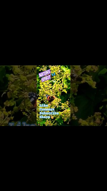 Nature Spirit 🦋🐝 #nature #naturelovers #naturespirit #wuauquikuna #butterflies #butterfly #bees #bee