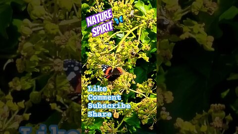 Nature Spirit 🦋🐝 #nature #naturelovers #naturespirit #wuauquikuna #butterflies #butterfly #bees #bee