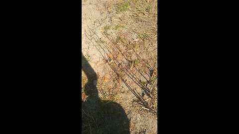 asparagus