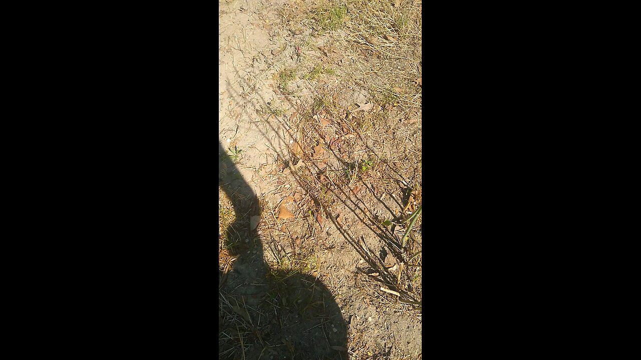 asparagus