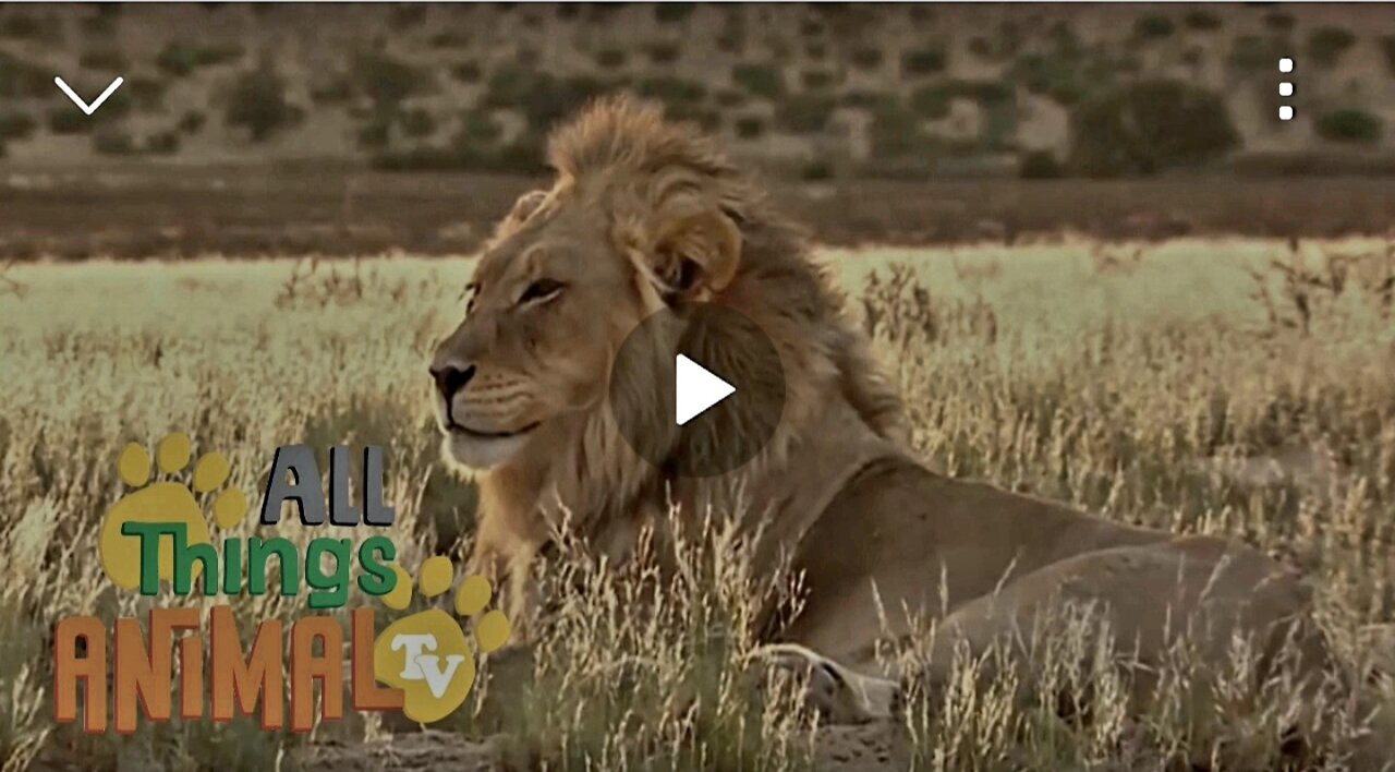 Lion,Animals For Kids .All things Animal TV