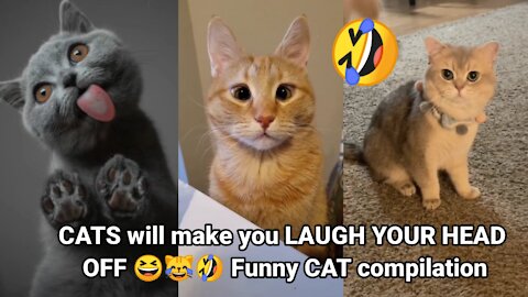 CATS will make you LAUGH YOUR HEAD OFF 🙂😹🤣 Funny CAT compilation