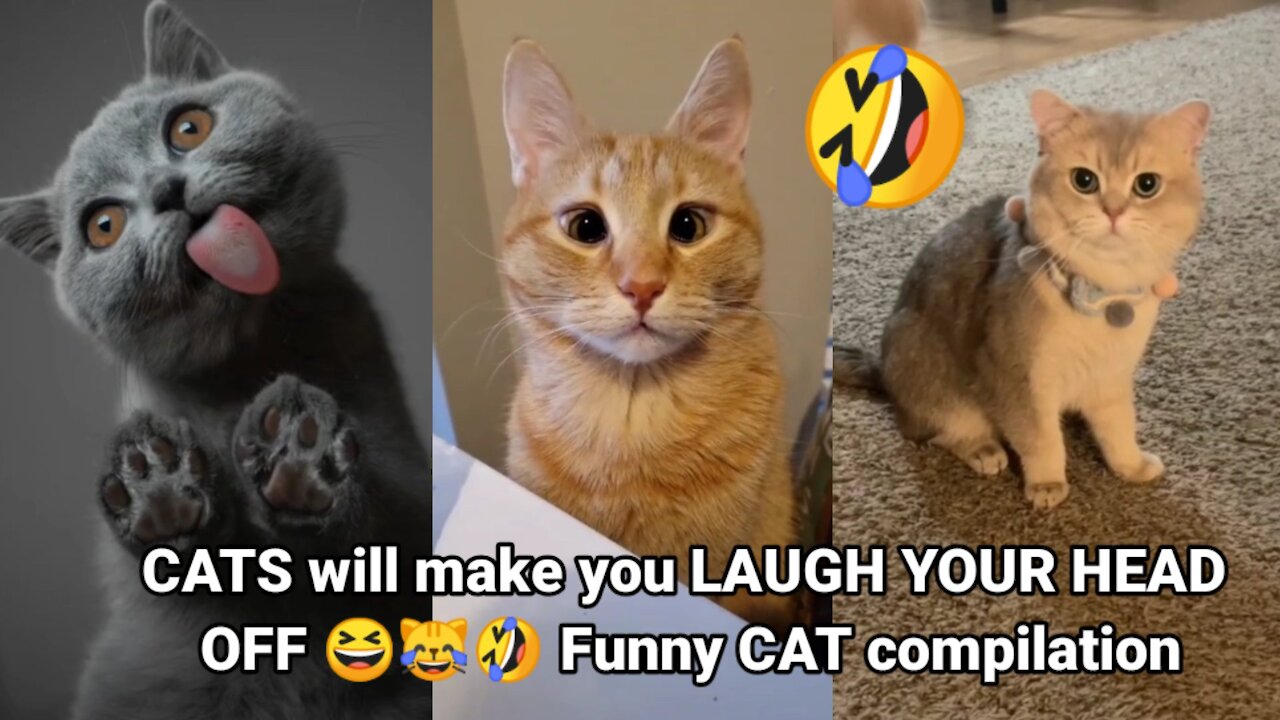 CATS will make you LAUGH YOUR HEAD OFF 🙂😹🤣 Funny CAT compilation