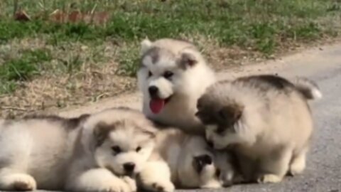 Cute Puppies Learn To Walking