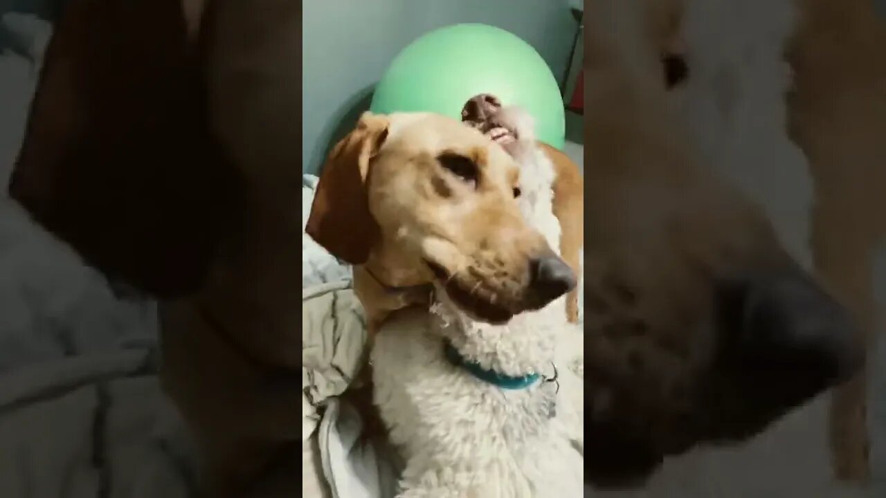 My Attack Dogs