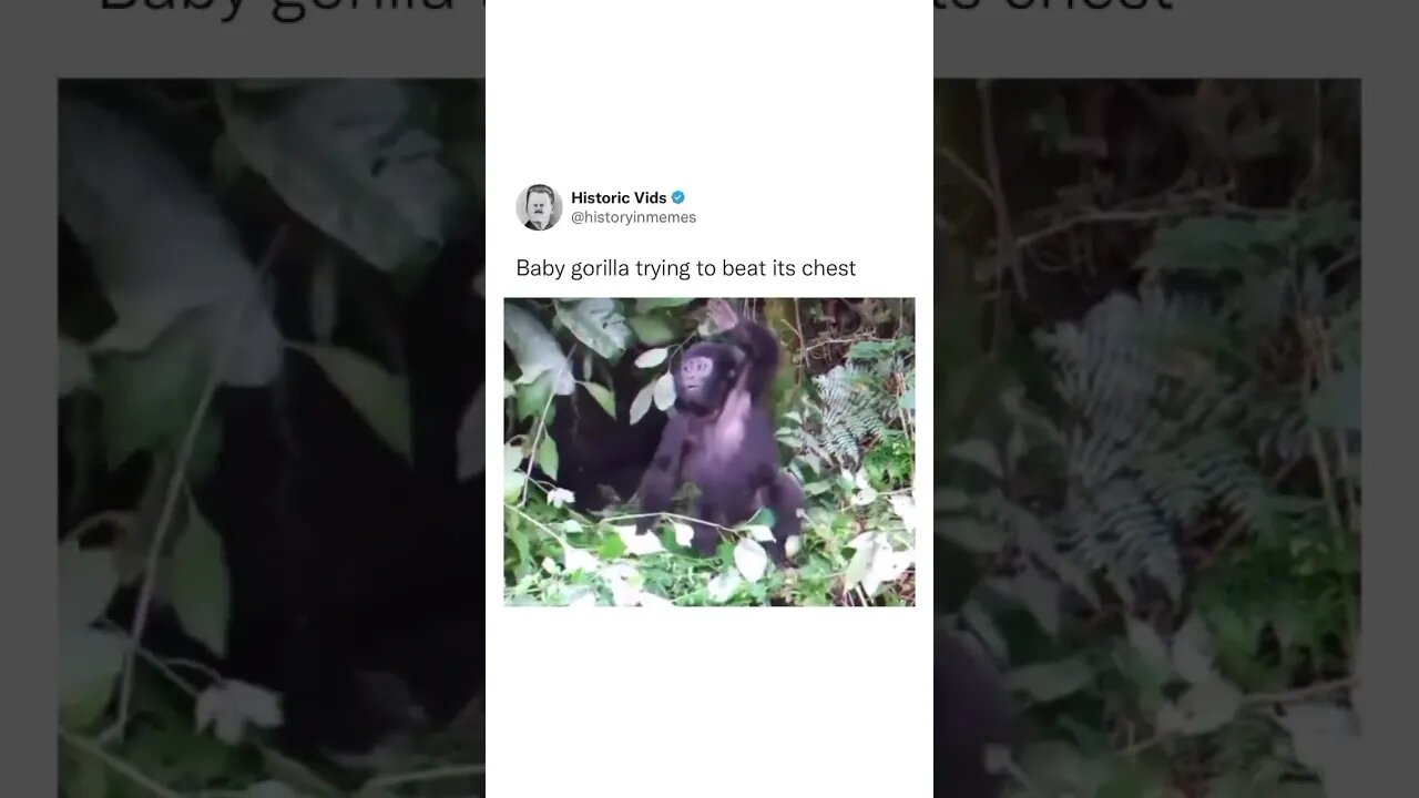 That’s too cute.. 🥰 🤣 Follow @motomotomastenbroek 🙏❤️ #love #cute #funny #family #happy #monkey