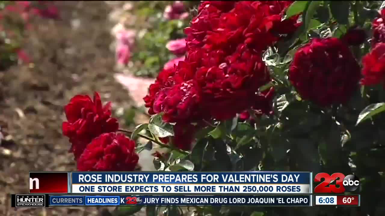 Rose Industry Prepares for Valentines Day