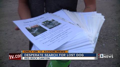 Dog owner goes to great lengths searching for missing pet