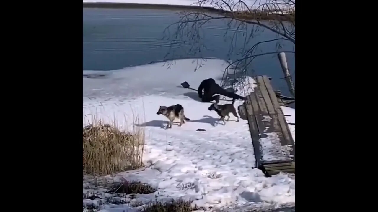 Dog rescued from frozen lake.