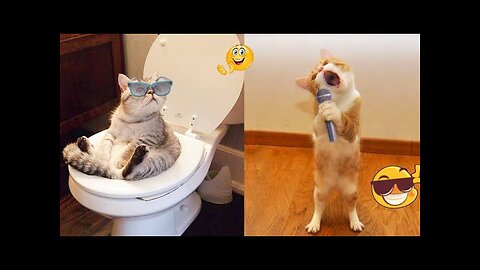 So Cute Cat Funny Video