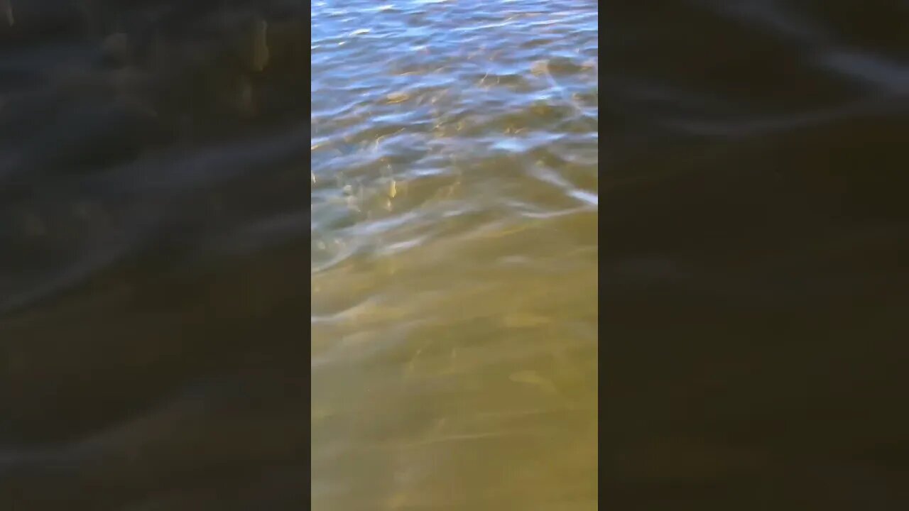 Giant schools of bunker means feeding bass. #bunker #bait #stripedbass #bigfish #shorts