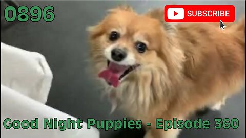 [0896] GOOD NIGHT PUPPIES - EPISODE 360 [#dogs #doggos #doggos #puppies #dogdaycare]