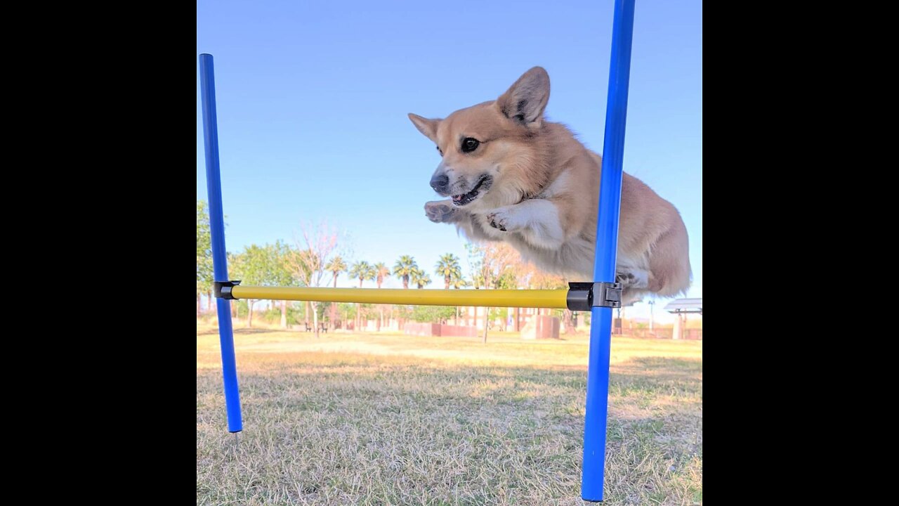 Have you seen corgis flying? I believe corgis can fly!