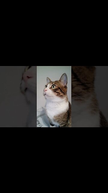 This Little Cat Is so Beautiful #shorts