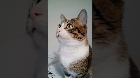 This Little Cat Is so Beautiful #shorts