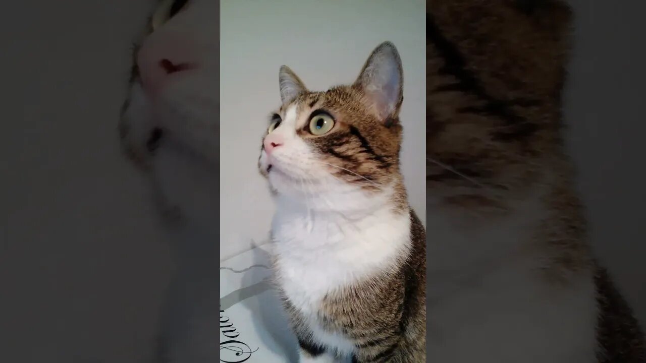 This Little Cat Is so Beautiful #shorts