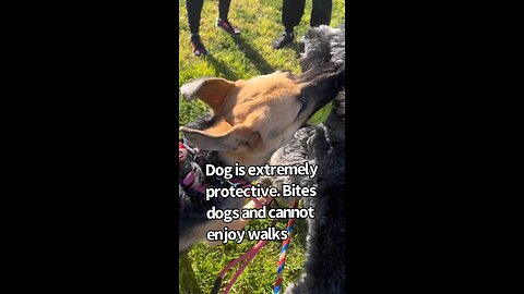 Possessive Aggressive Dog Attacks