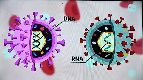 Explaining how the Covid-19 virus mutates so rapidly