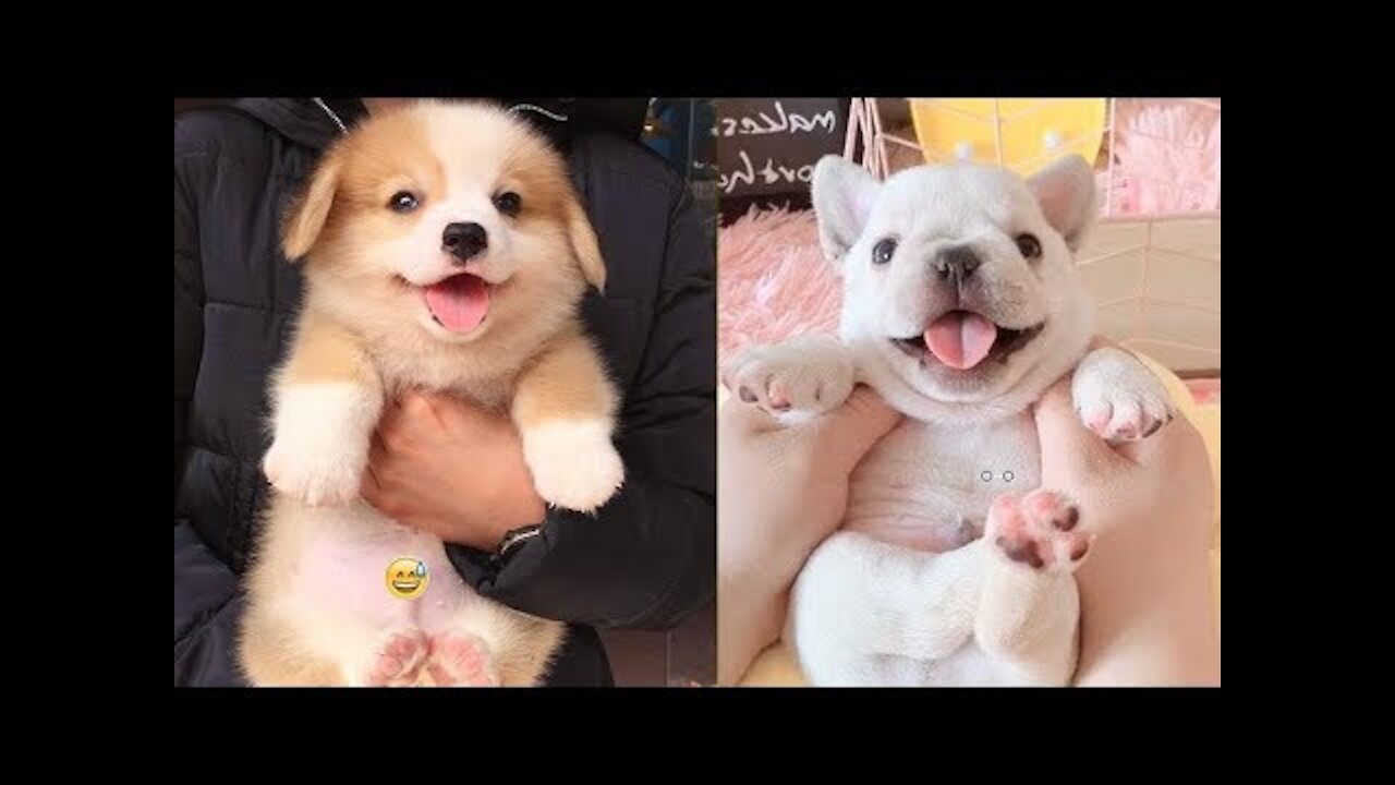 🤣 Funny dog videos 2021🤣 🐶 It's time to LAUGH People _ Cute dog