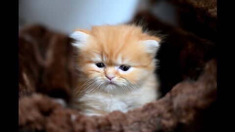 Cute and Funny Pets | Funny Cat | Funny Clip | Try Not To Laugh