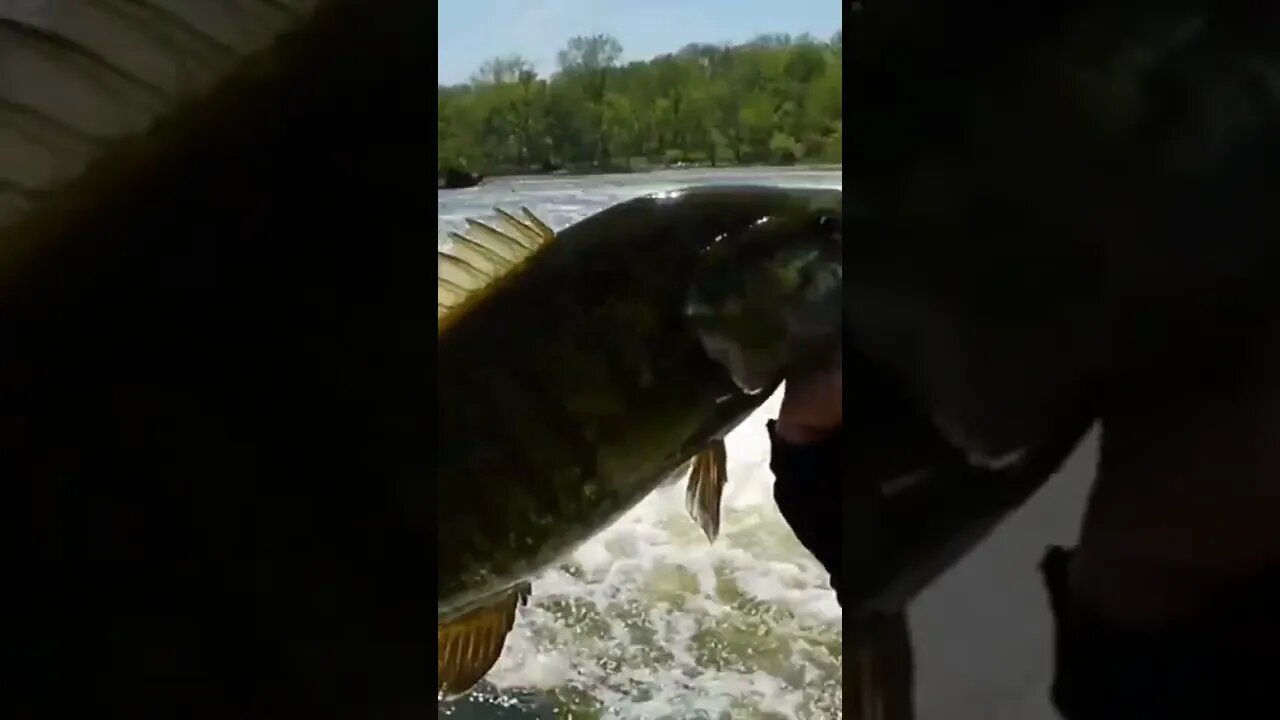 smallmouth bass fox river. Watch for the jumper!