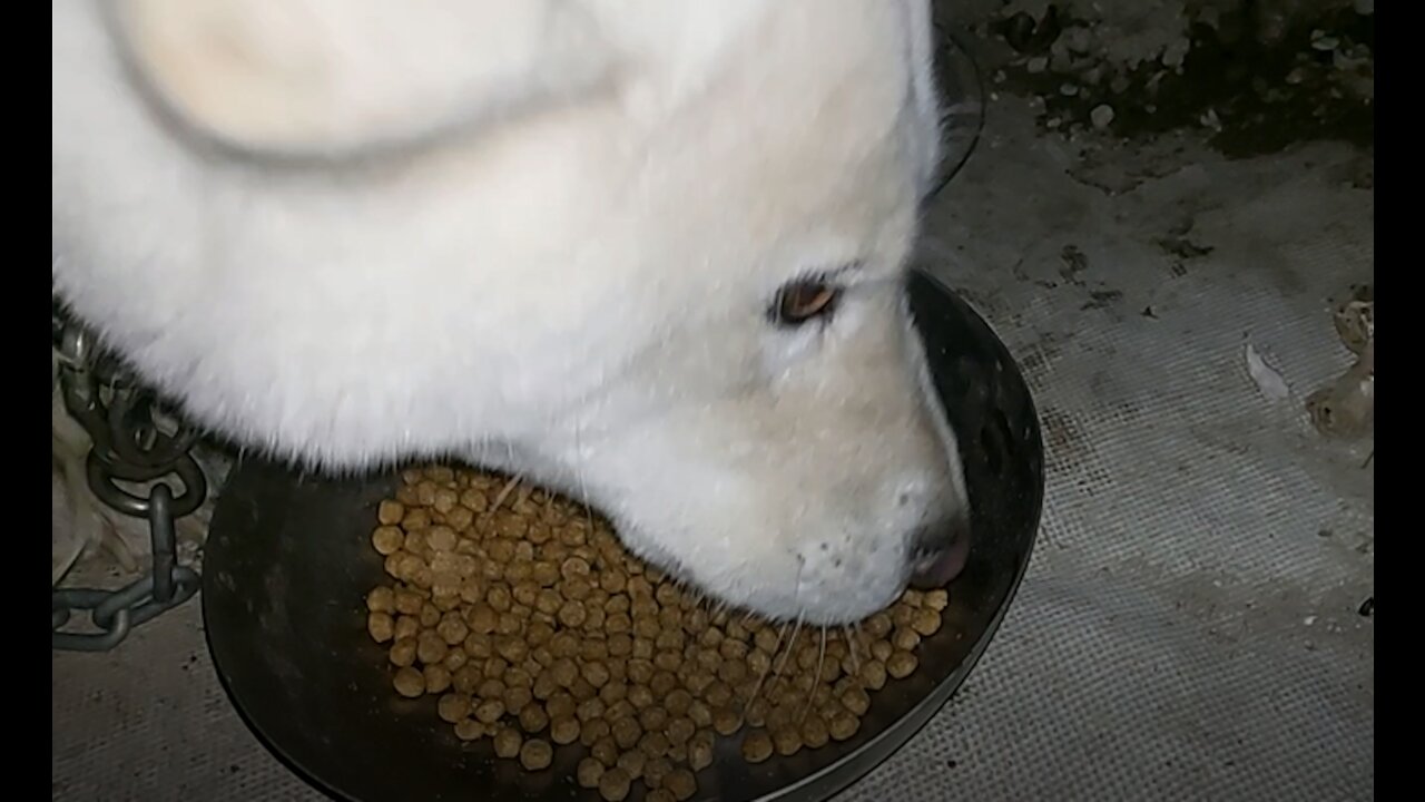 Giving dog food to hungry big dog!!!