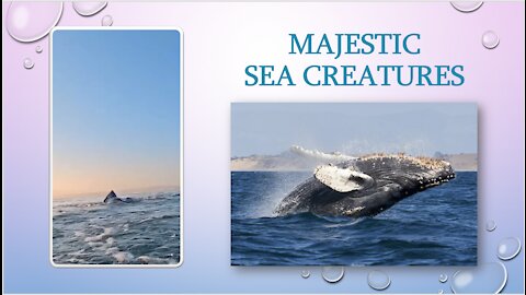 Majestic Sea Creatures