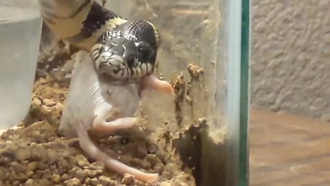 King Snake EATS LAST MEAL...