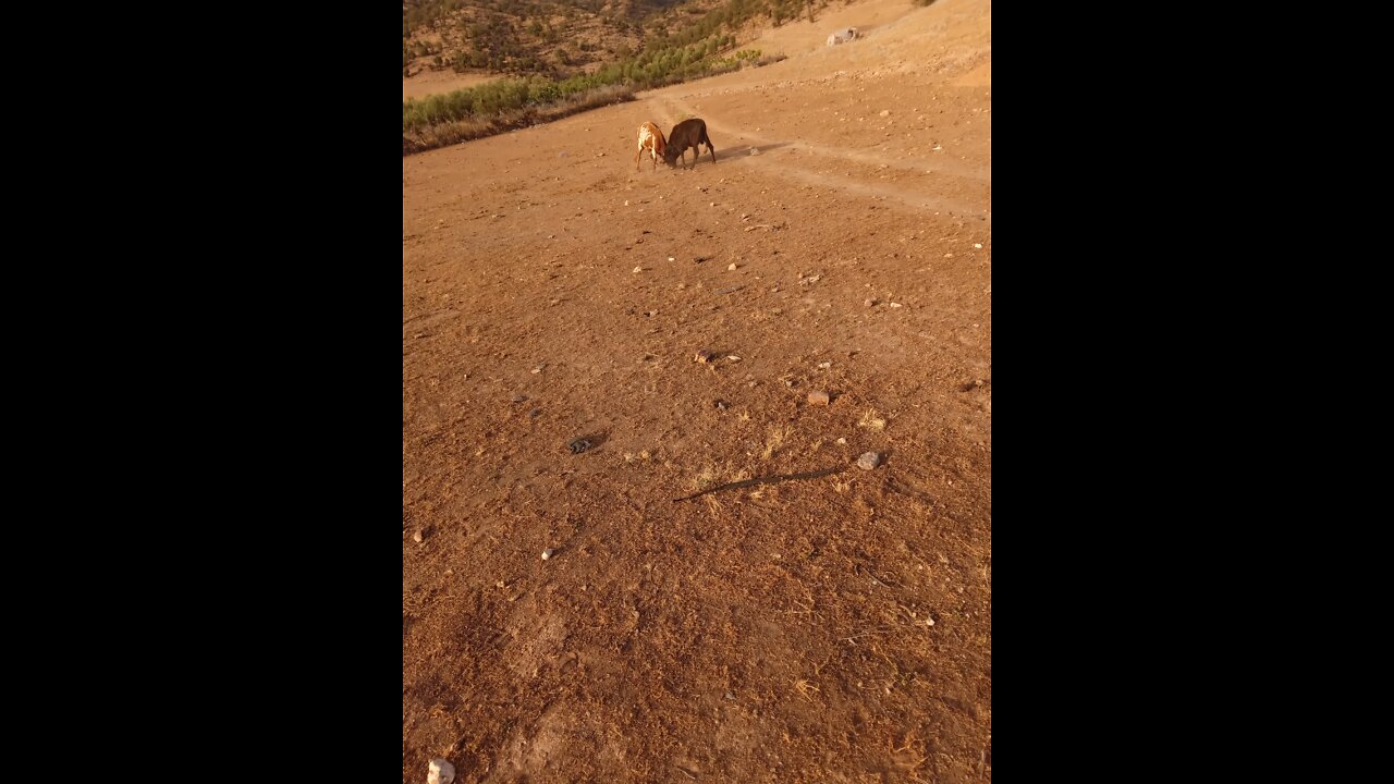 fight between two bulls