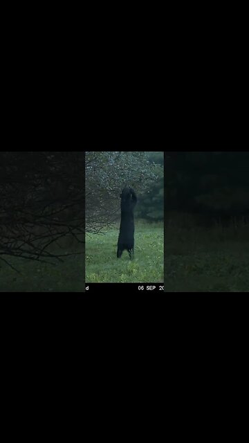 Just tall enough!! Bear picking the apple tree clean. #blackbear #moultriemobile