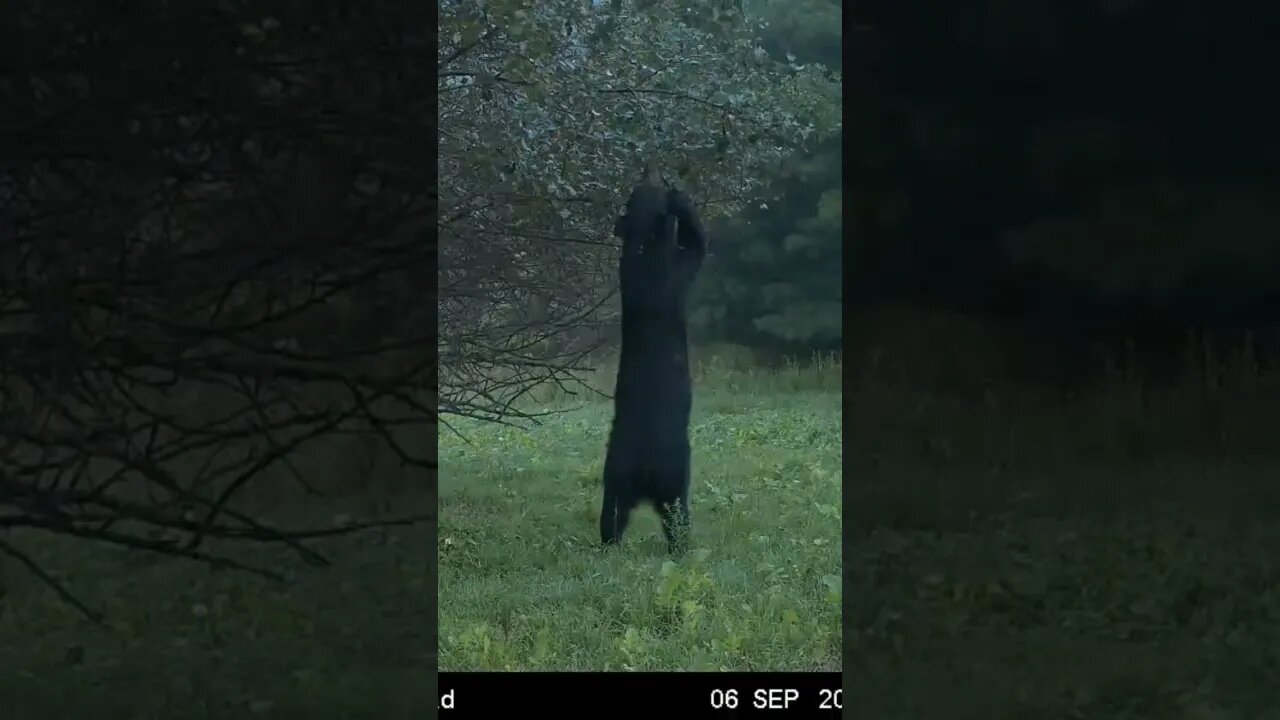 Just tall enough!! Bear picking the apple tree clean. #blackbear #moultriemobile