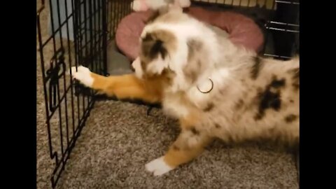 Coco Plays with her Kennel Door