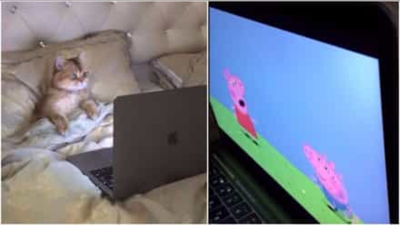 Denne katten er en stor Peppa Pig fan.