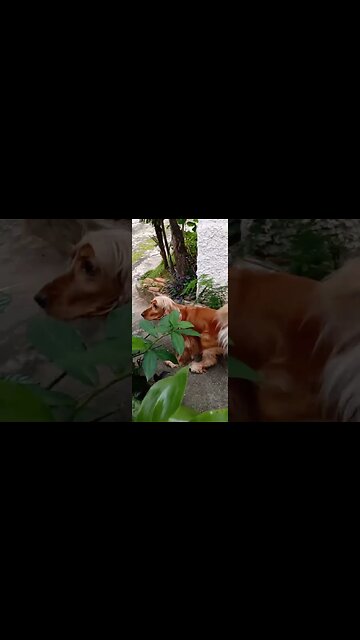 #dogshow , #animals , #dogs , #shorts