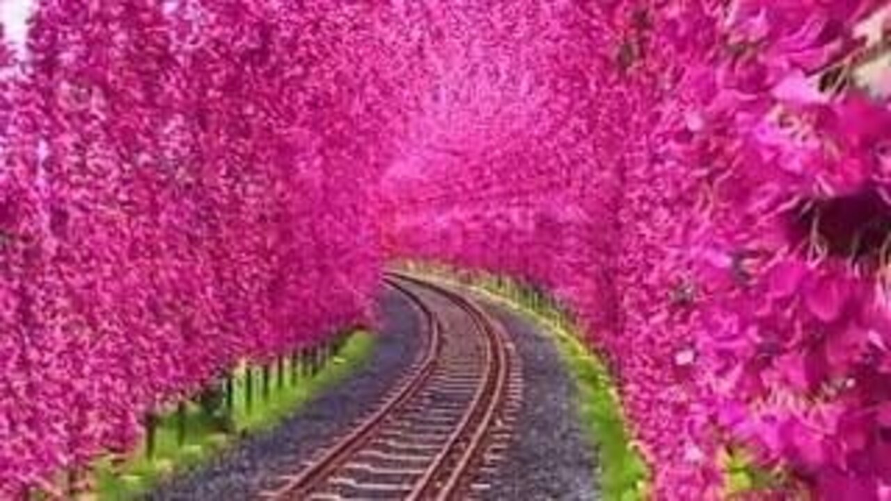 yuchi taiwan flower tunnel