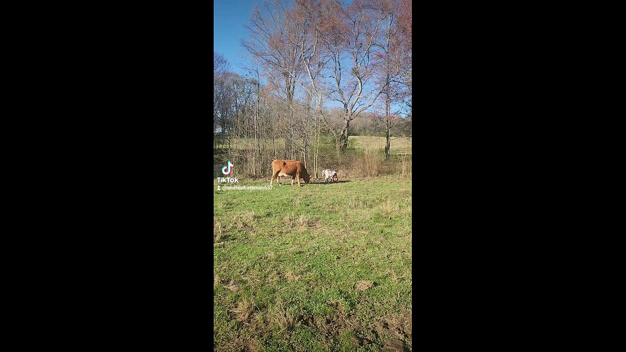 Momma cow and baby calf.