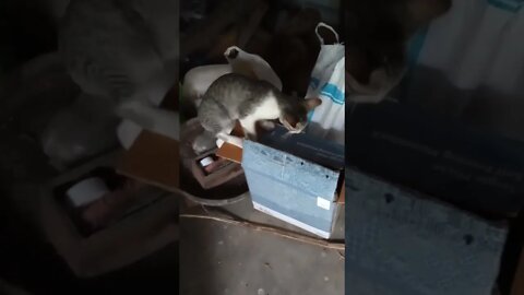 Farm cats play time 🐱😍