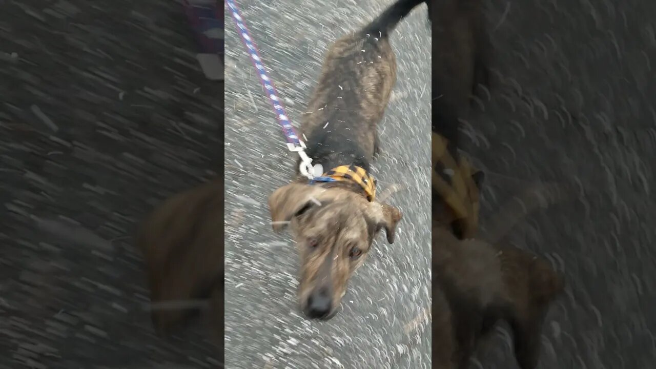 Cute Dog playing in the Snow