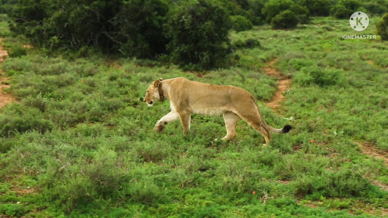 Lion nice look forest walking two lions in forest