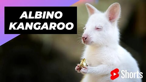 Albino Kangaroo 🦘 One Of The Albino Animals You Have Never Seen #shorts #kangaroo #albinokangaroo