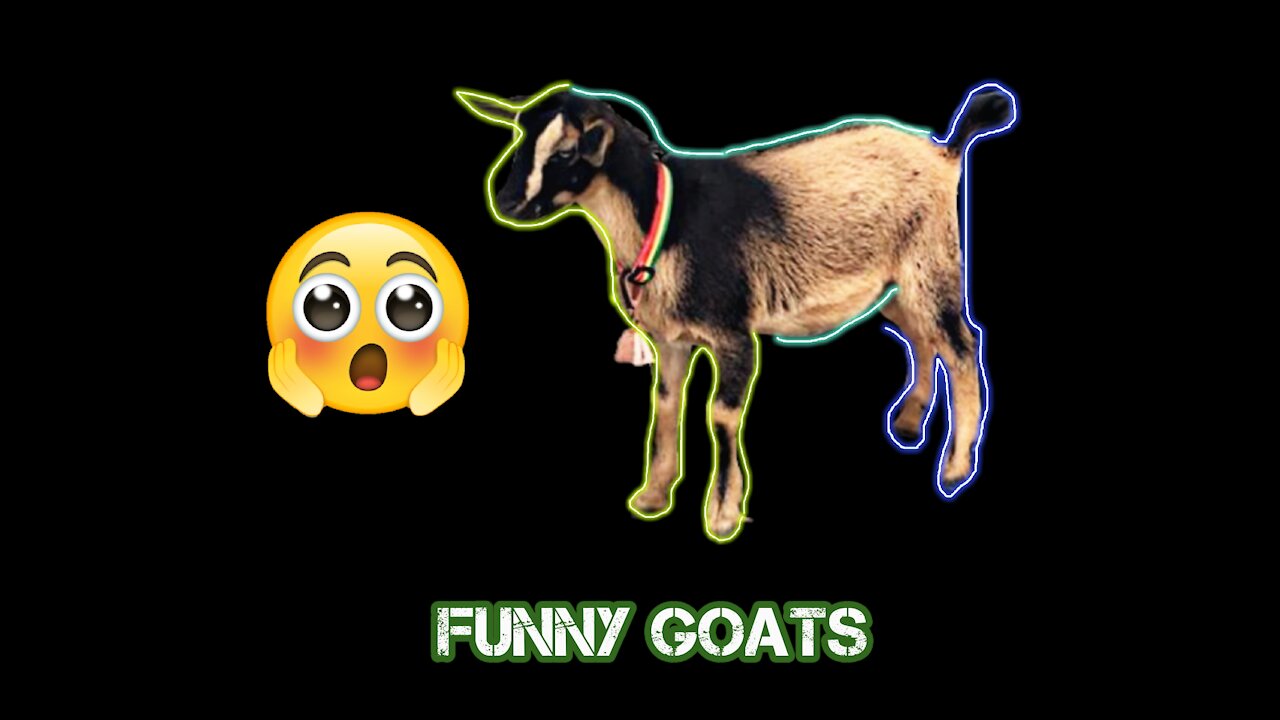 Watch what the goats did???