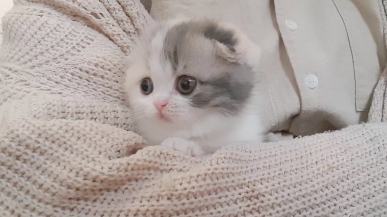 Cute Little kitty with tiny legs moments