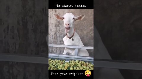 The goat chews better than your neighbor 😜 #shorts #animals #viral #video