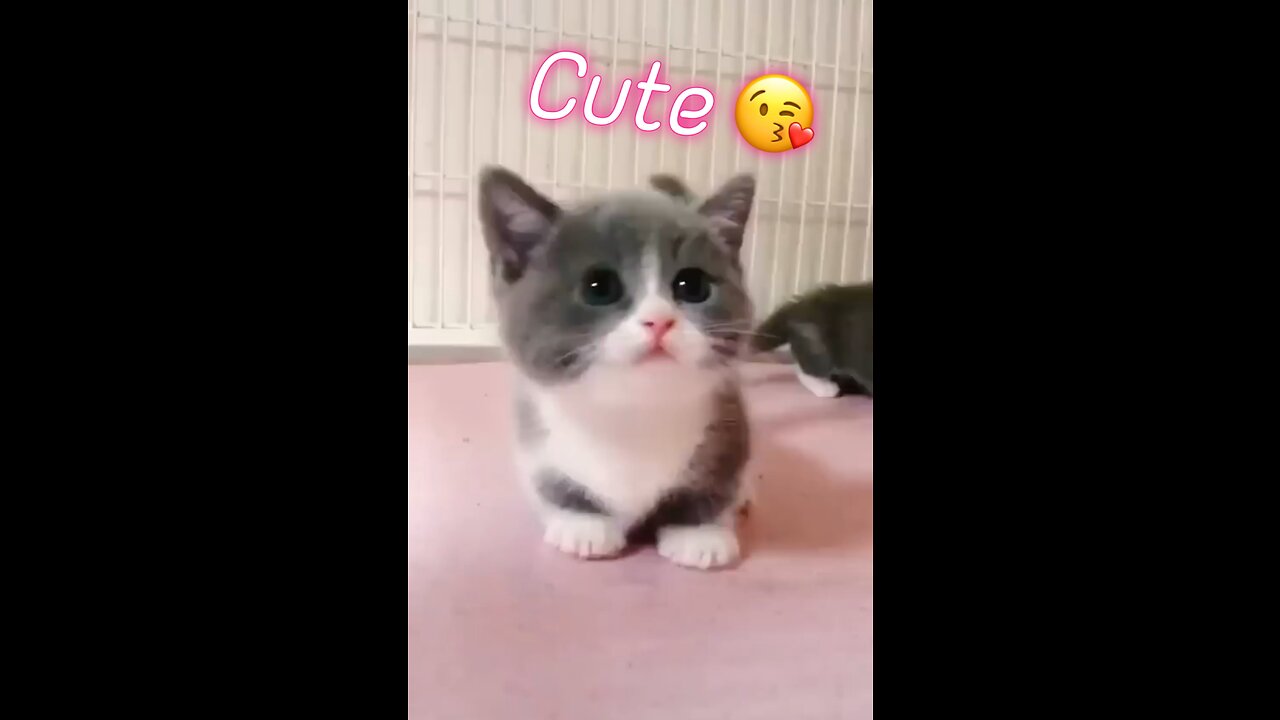 Cute Cat 😘 💖 Funny 2023 Animals