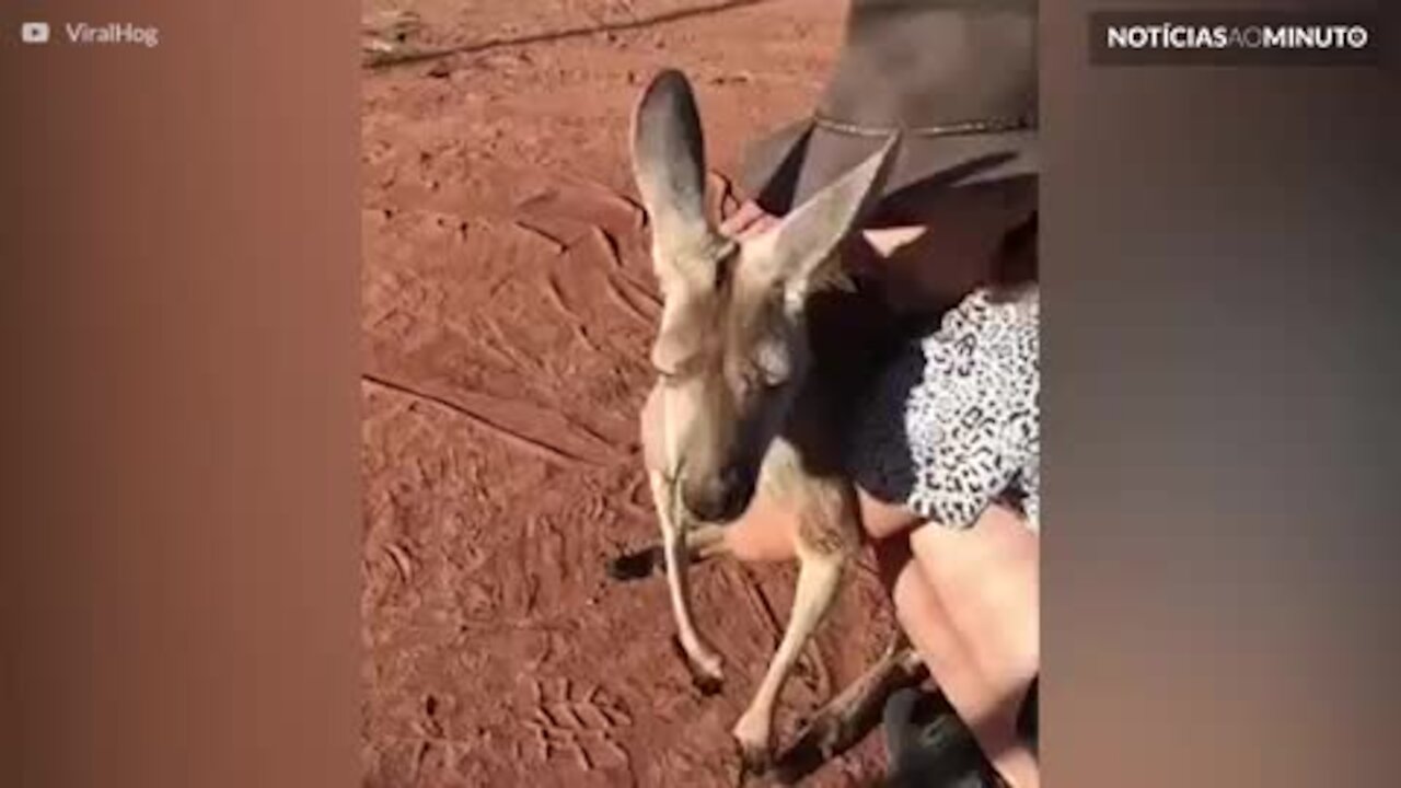 Conheça Queen Abi, o canguru que adora receber carinhos