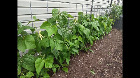 Cherokee Yellow Wax Bean 8/8/23