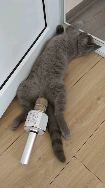 Cat Farts 🐱🙀🐱