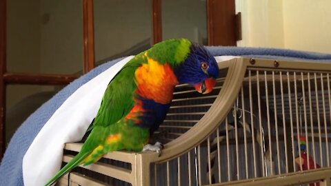 BEST BEAUTIFUL TALKING PARROT- RAINBOW LORRIKET