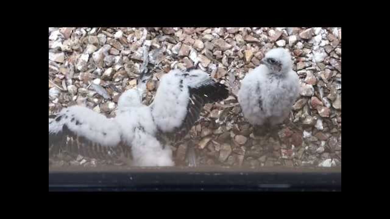 Peregrine Falcon Chick Shows Wings to Sibling - Sibling Gives the "Whatever Look"